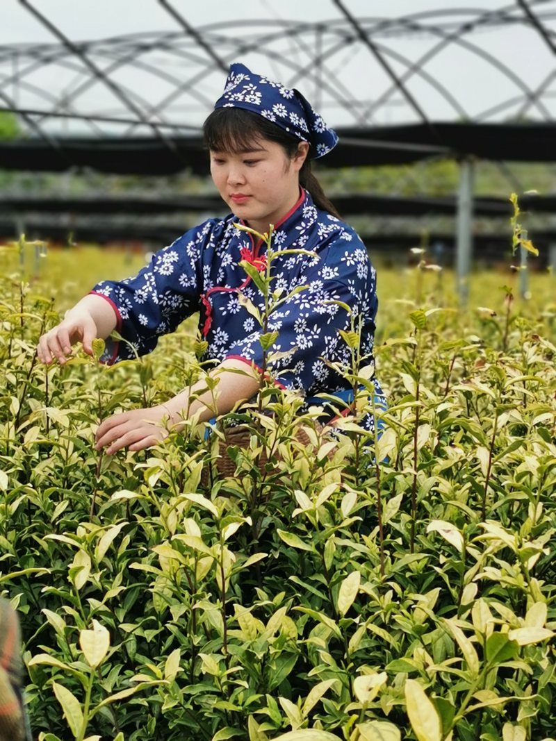 金狮贵宾会·宾至如归尊贵显赫(中国)官方网站