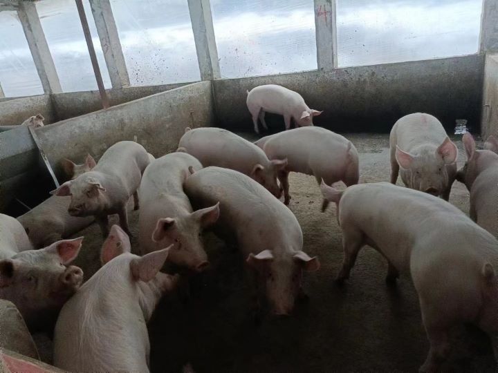 金狮贵宾会·宾至如归尊贵显赫(中国)官方网站