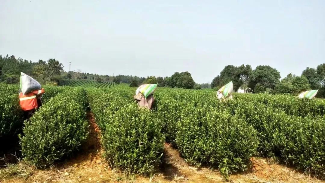 金狮贵宾会·宾至如归尊贵显赫(中国)官方网站