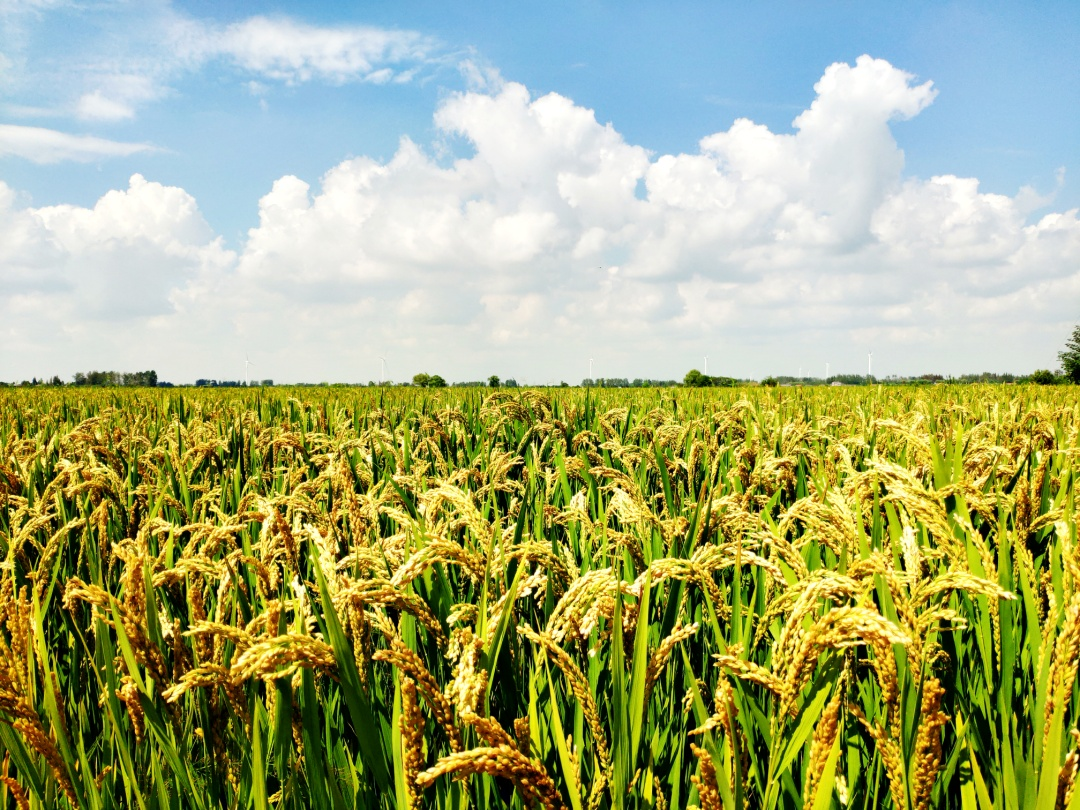 金狮贵宾会·宾至如归尊贵显赫(中国)官方网站