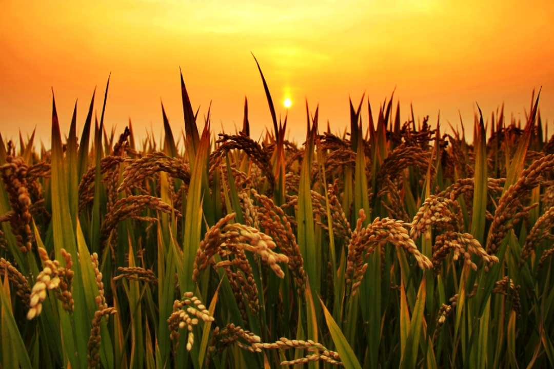 金狮贵宾会·宾至如归尊贵显赫(中国)官方网站