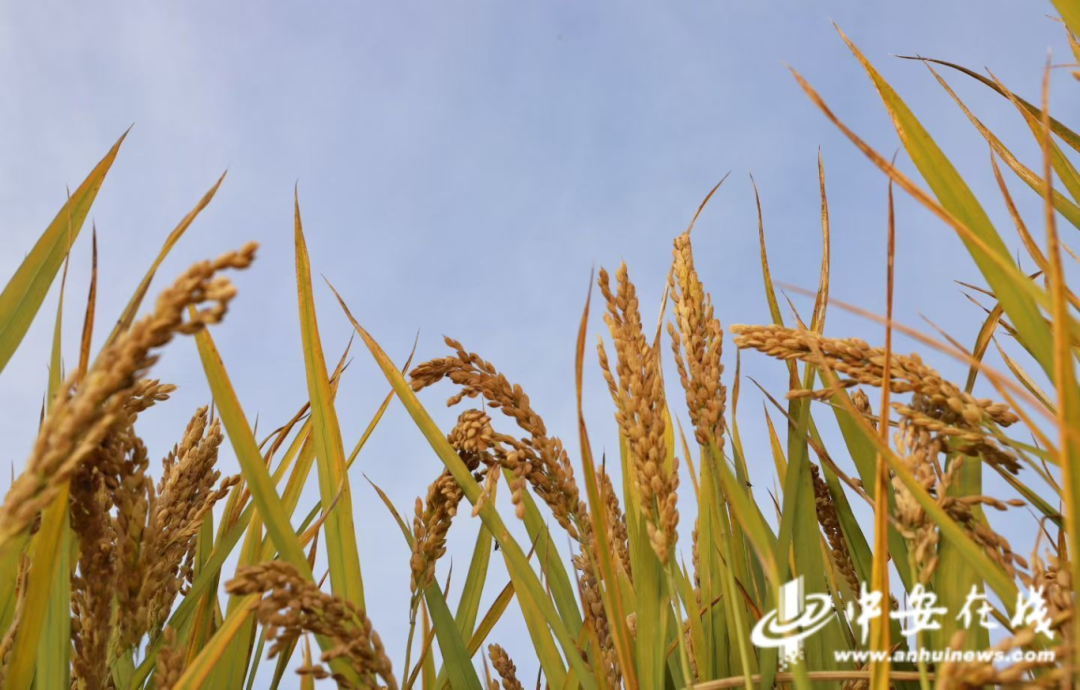 金狮贵宾会·宾至如归尊贵显赫(中国)官方网站